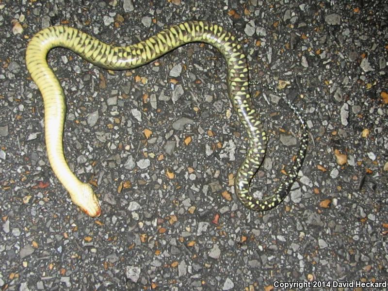 Mississippi Green Watersnake (Nerodia cyclopion)