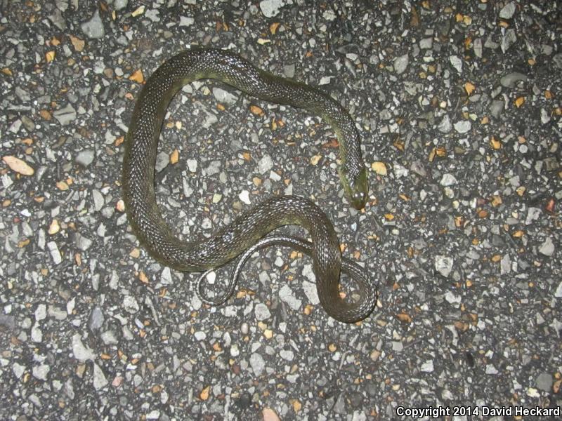 Mississippi Green Watersnake (Nerodia cyclopion)