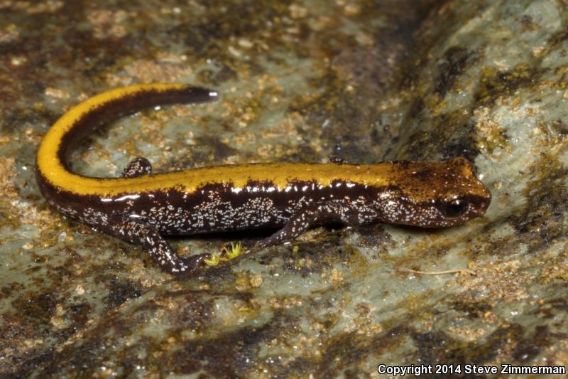 Coeur D'Alene Salamander (Plethodon idahoensis)