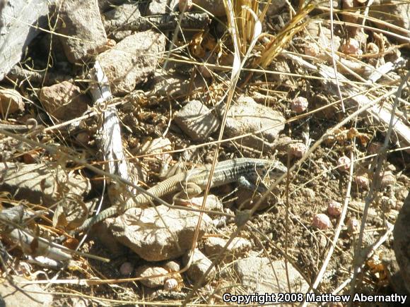 Plateau Spotted Whiptail (Aspidoscelis septemvittata septemvittata)