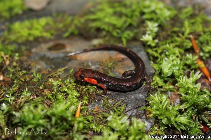 Imitator Salamander (Desmognathus imitator)