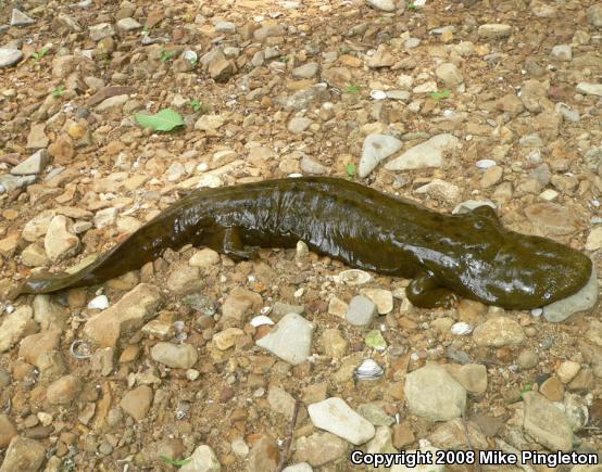 Eastern Hellbender (Cryptobranchus alleganiensis alleganiensis)