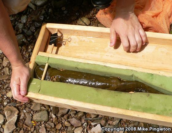 Eastern Hellbender (Cryptobranchus alleganiensis alleganiensis)