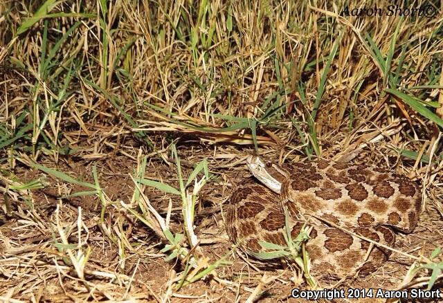 Western Massasauga (Sistrurus catenatus tergeminus)