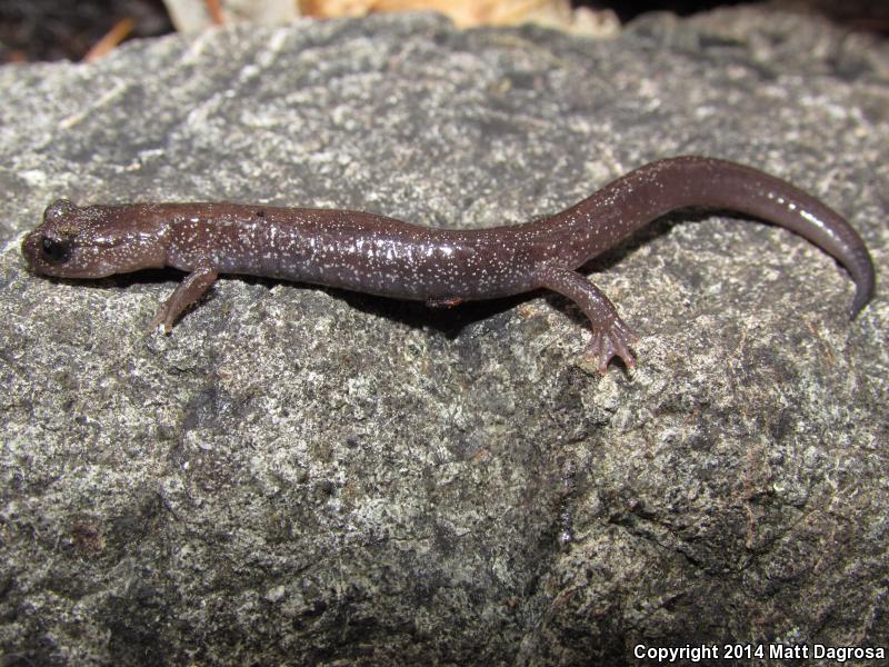 Siskiyou Mountains Salamander (Plethodon stormi)