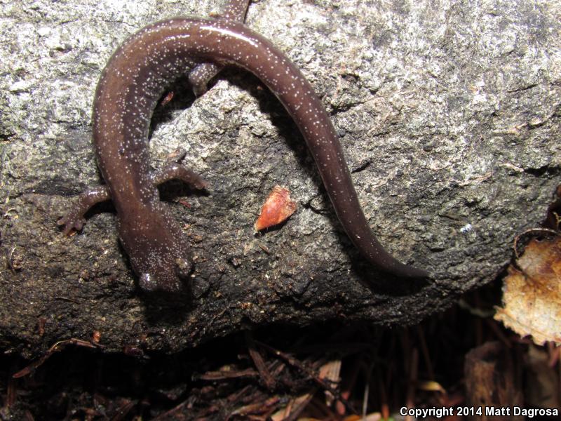 Siskiyou Mountains Salamander (Plethodon stormi)