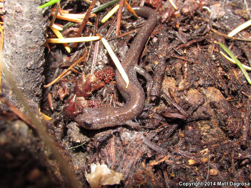 Siskiyou Mountains Salamander (Plethodon stormi)