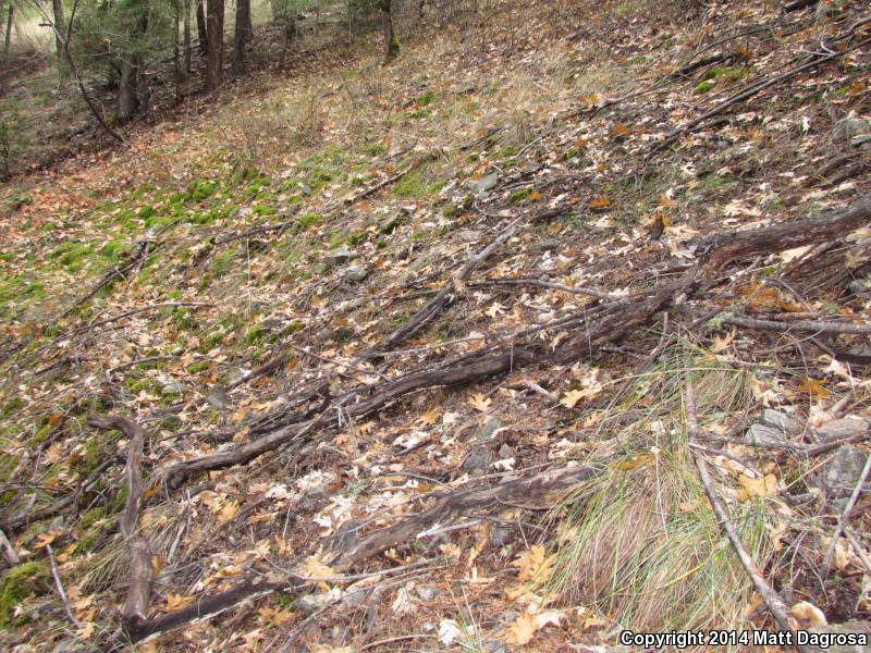 Siskiyou Mountains Salamander (Plethodon stormi)