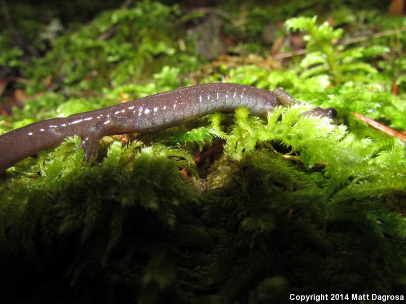 Siskiyou Mountains Salamander (Plethodon stormi)