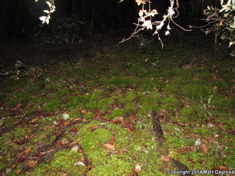 Siskiyou Mountains Salamander (Plethodon stormi)