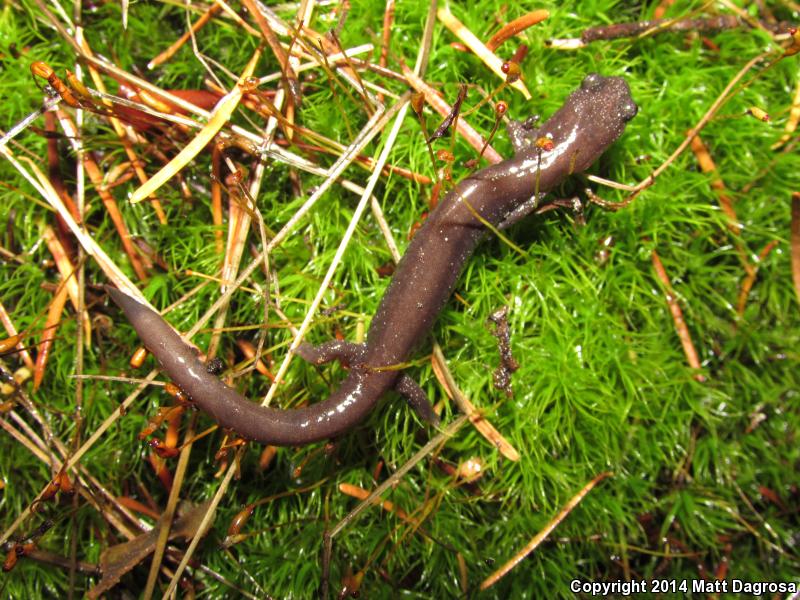 Siskiyou Mountains Salamander (Plethodon stormi)