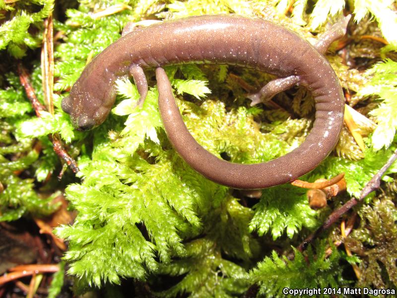 Siskiyou Mountains Salamander (Plethodon stormi)
