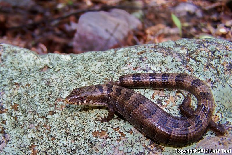 Madrean Alligator Lizard (Elgaria kingii kingii)