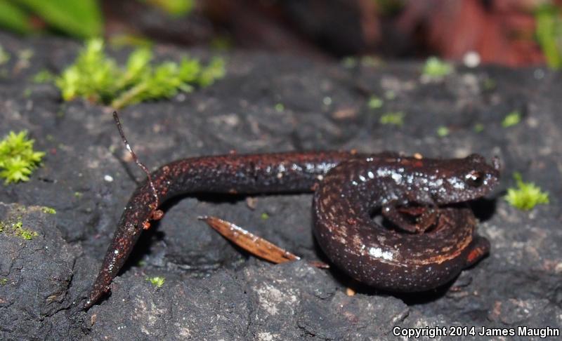 Santa Lucia Mountains Slender Salamander (Batrachoseps luciae)