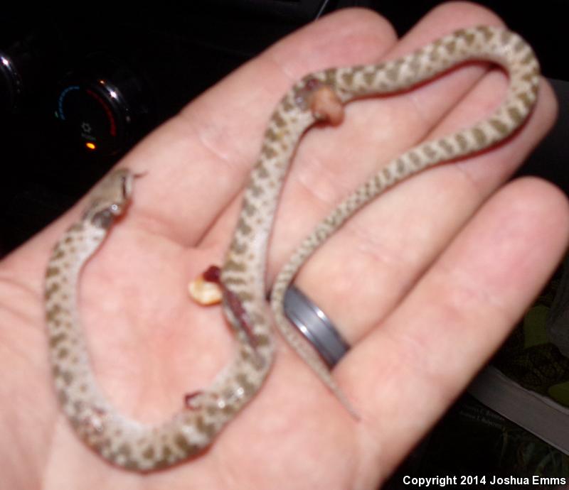 Mesa Verde Nightsnake (Hypsiglena chlorophaea loreala)