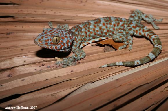 Common Tokay Gecko (Gekko gecko gecko)