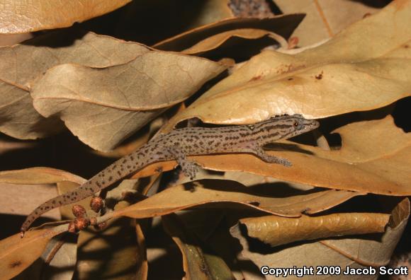 Florida Reef Gecko (Sphaerodactylus notatus notatus)