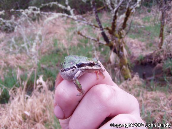 Western Oregon Treefrog (Pseudacris regilla pacifica)