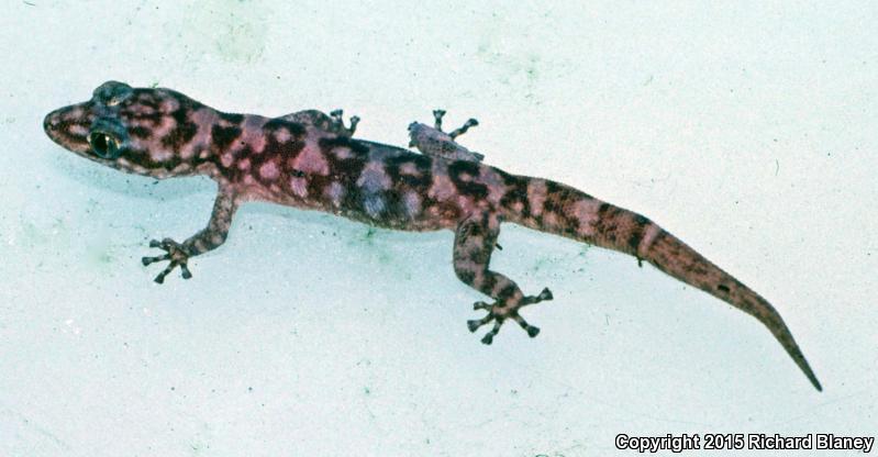 Duellman's Pygmy Leaf-toed Gecko (Phyllodactylus duellmani)