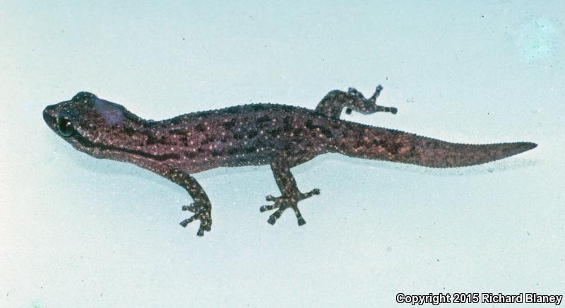 Duellman's Pygmy Leaf-toed Gecko (Phyllodactylus duellmani)
