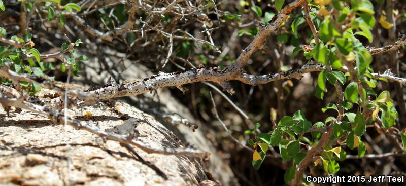 Black-tailed Brush Lizard (Urosaurus nigricaudus)