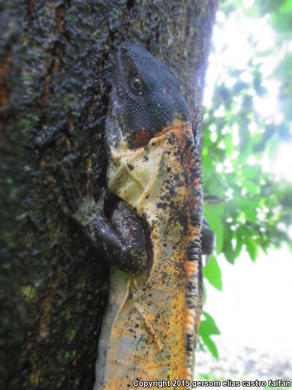 Mexican Spiny-tailed Iguana (Ctenosaura pectinata)