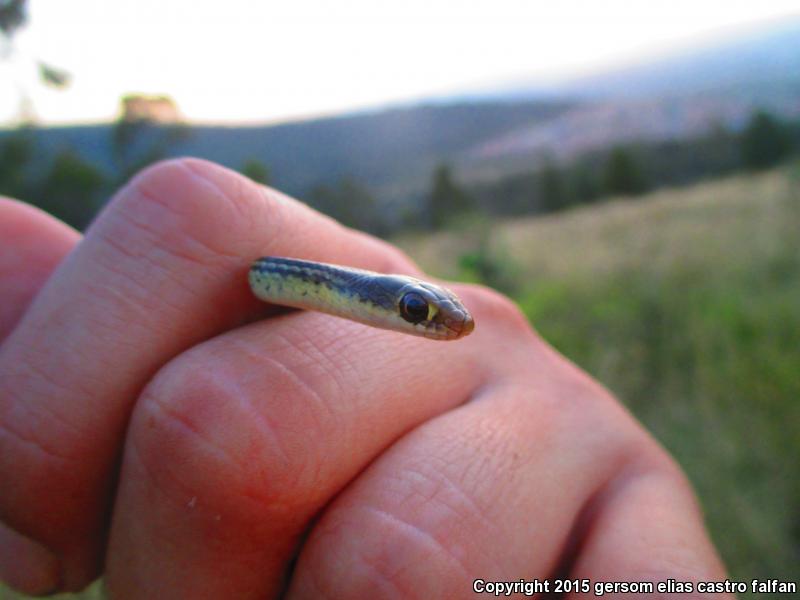 Baird's Patch-nosed Snake (Salvadora bairdi)