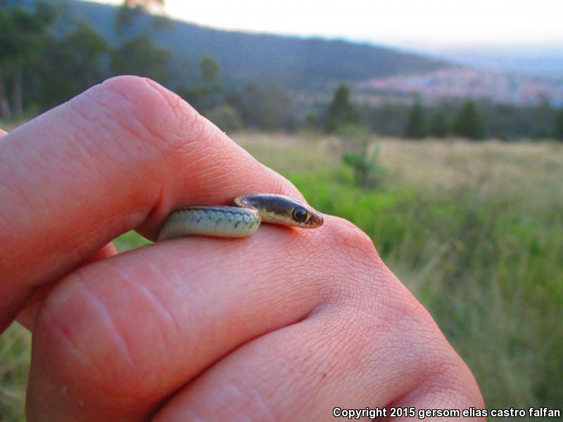 Baird's Patch-nosed Snake (Salvadora bairdi)