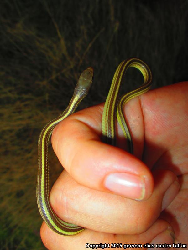 Baird's Patch-nosed Snake (Salvadora bairdi)