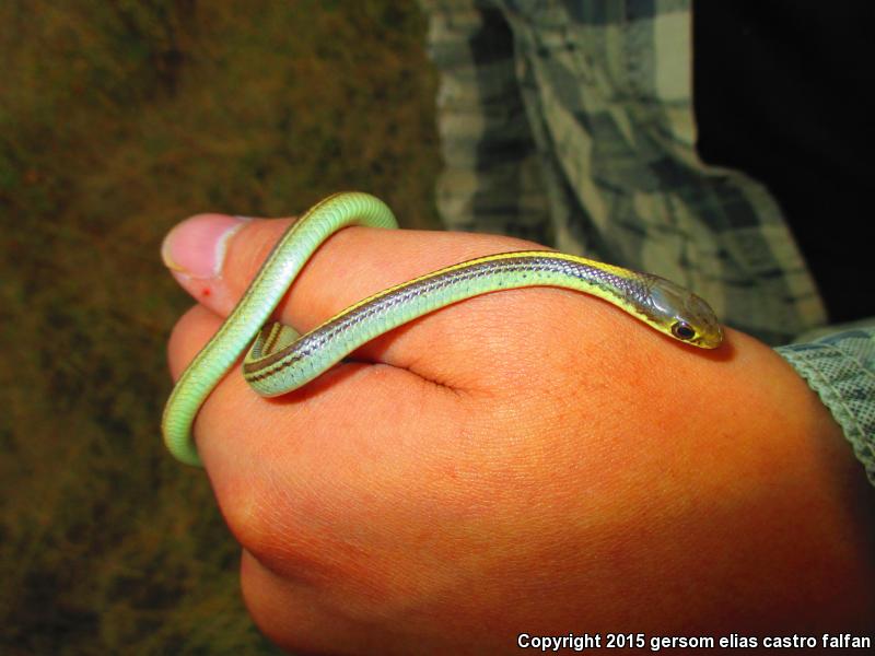 Baird's Patch-nosed Snake (Salvadora bairdi)