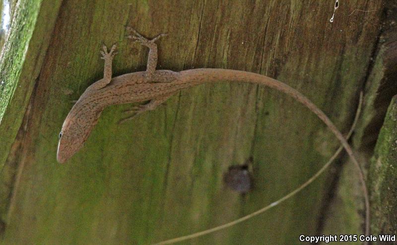 Southern Green Anole (Anolis carolinensis seminolus)