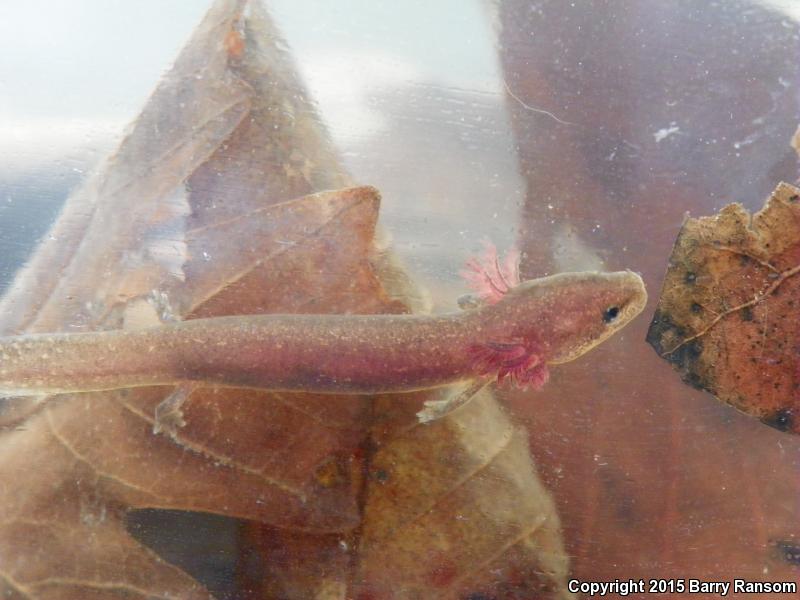 Gulf Coast Waterdog (Necturus beyeri)