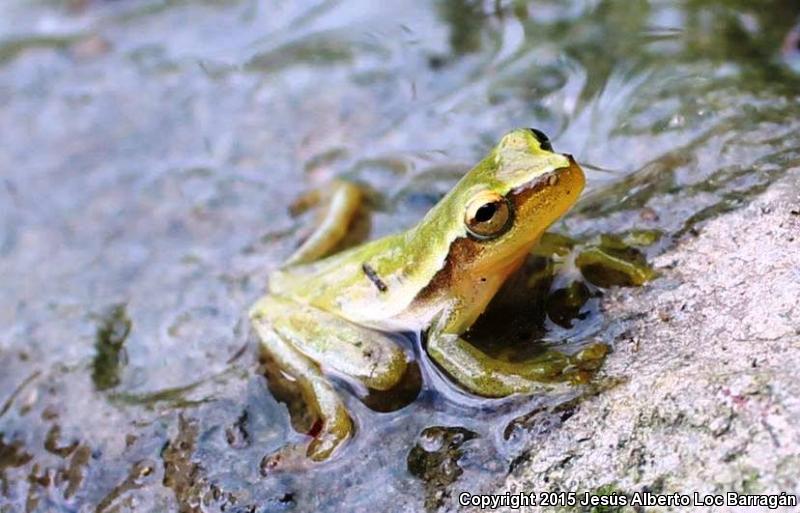 Dwarf Mexican Treefrog (Tlalocohyla smithi)