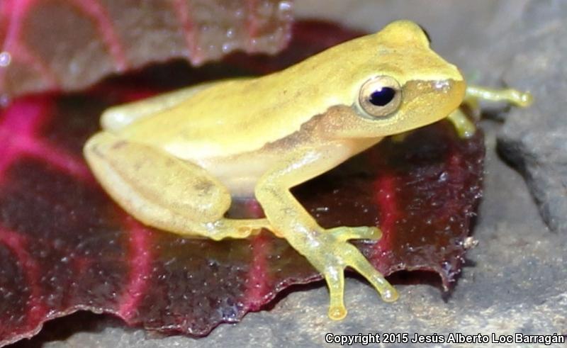 Dwarf Mexican Treefrog (Tlalocohyla smithi)