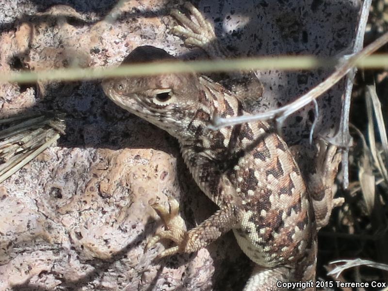 Sonoran Earless Lizard (Holbrookia elegans thermophila)