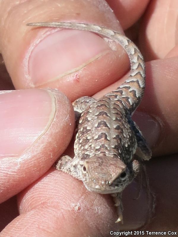 Sonoran Earless Lizard (Holbrookia elegans thermophila)