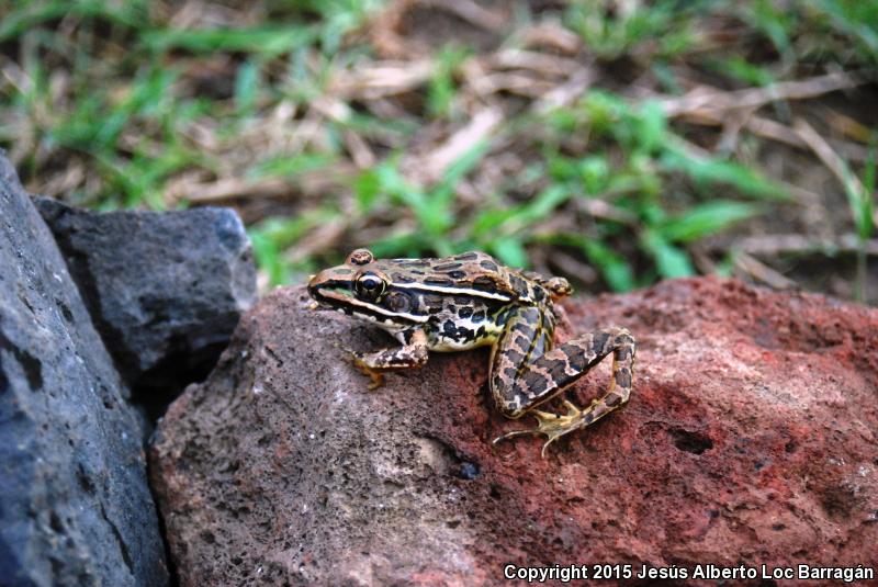 Northwest Mexico Leopard Frog (Lithobates magnaocularis)