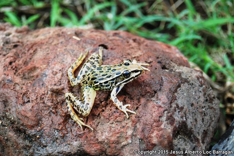 Northwest Mexico Leopard Frog (Lithobates magnaocularis)