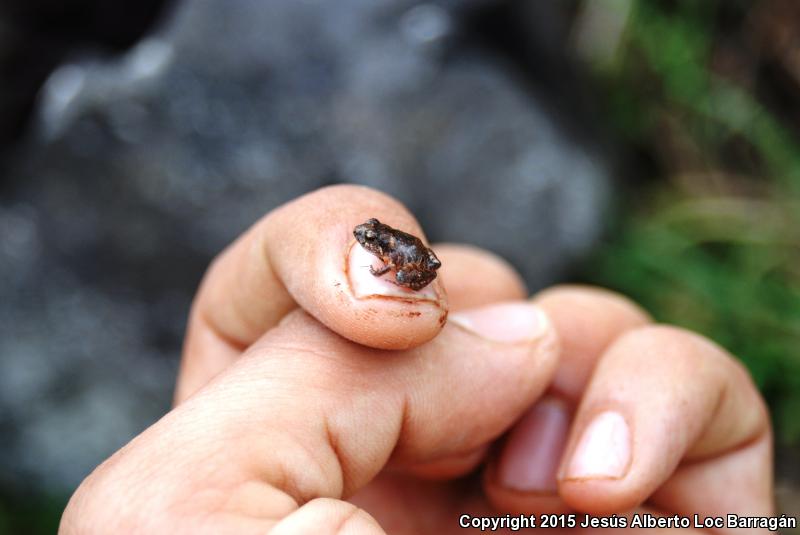 Pigmy Robber Frog (Craugastor pygmaeus)