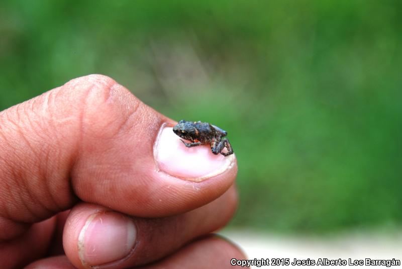 Pigmy Robber Frog (Craugastor pygmaeus)