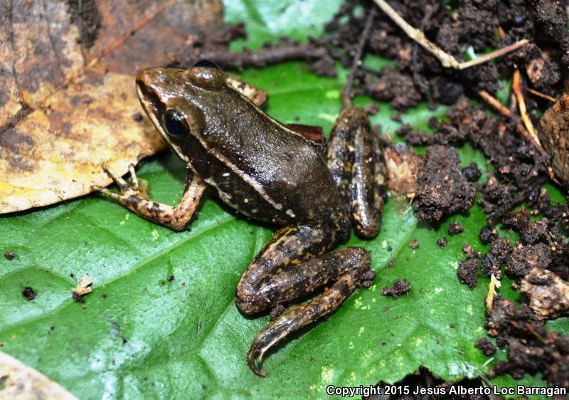 White-striped Frog (Lithobates pustulosus)