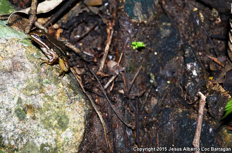 White-striped Frog (Lithobates pustulosus)