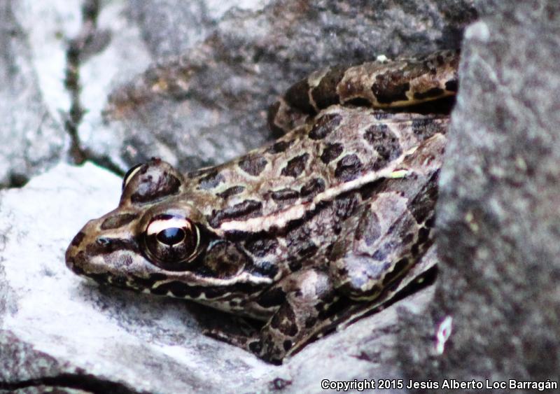 Northwest Mexico Leopard Frog (Lithobates magnaocularis)