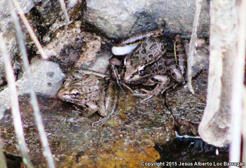 Northwest Mexico Leopard Frog (Lithobates magnaocularis)