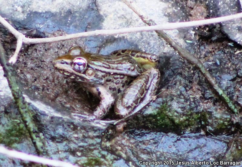 Northwest Mexico Leopard Frog (Lithobates magnaocularis)