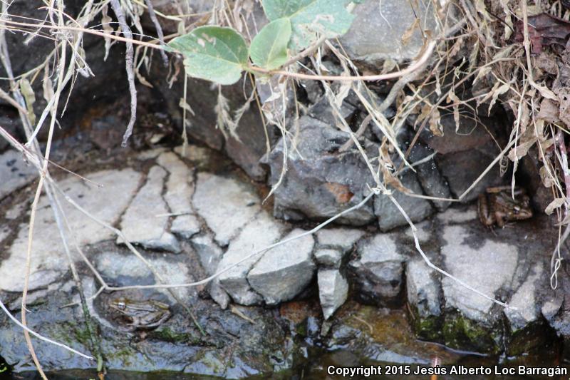 Northwest Mexico Leopard Frog (Lithobates magnaocularis)