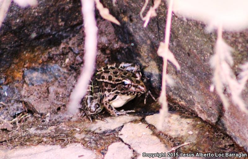 Northwest Mexico Leopard Frog (Lithobates magnaocularis)