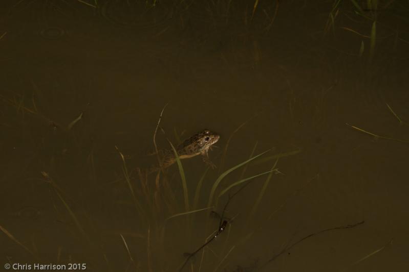Southern Crawfish Frog (Lithobates areolatus areolatus)