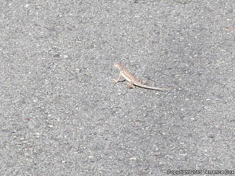 Sonoran Earless Lizard (Holbrookia elegans thermophila)