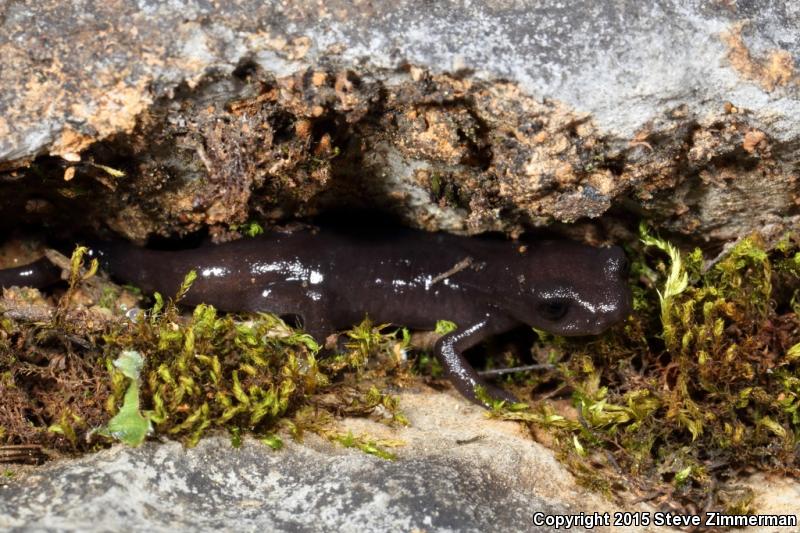 Shasta Salamander (Hydromantes shastae)